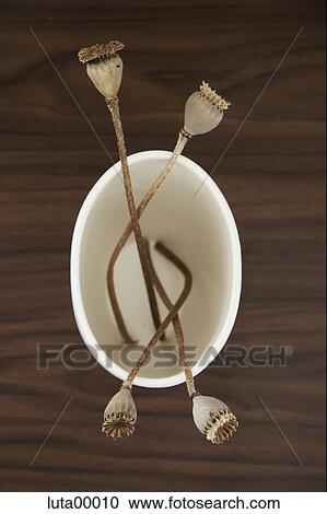 boll, poppy, capsule, breastfeeding aid, dried, dry View Large Photo Image Stock Image - boll, poppy, capsule, breastfeeding aid, dried, dry. Fotosearch