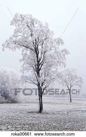 Branch, cold, nature, froze for nature, landscape, Snow, winter View Large Photo Image Stock Image - Branch, cold, nature, froze for nature, landscape, Snow, winter. Fotosearch