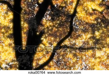 branch, nature, glow, autumn, yellow, back light, multicolored View Large Photo Image Picture - branch, nature, glow, autumn, yellow, back light, multicolored. Fotosearch