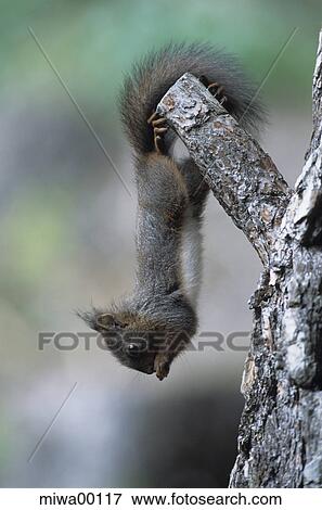 Stock Photo - branch, stump, squirrel, color variation, eating panel format, ball nest, rodent. Fotosearch