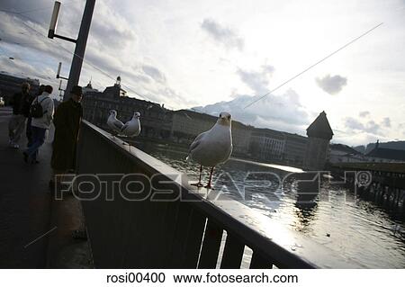 bridge, lake, Lake Lucerne, Switzerland, water, waters, aquatic View Large Photo Image Stock Image - bridge, lake, Lake Lucerne, Switzerland, water, waters, aquatic. Fotosearch
