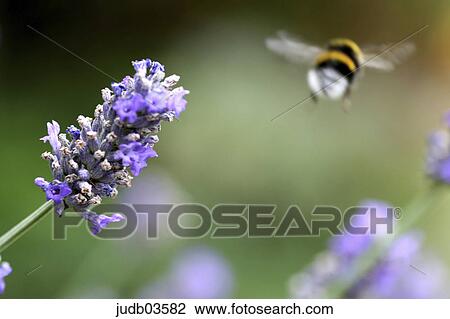 Stock Image - bumblebee, fly, flying, flies, back view, leaf, wings. Fotosearch