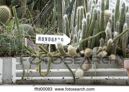 cacti, circuit, hothouse, succulent, green, grey, white View Large Photo Image Stock Image - cacti, circuit, hothouse, succulent, green, grey, white. Fotosearch