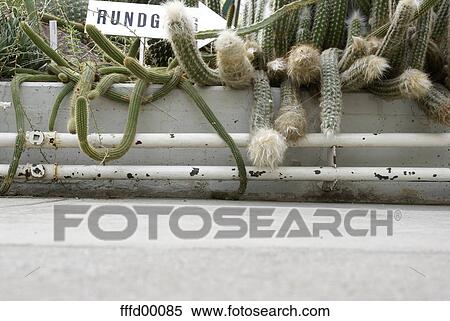 Stock Photography - cacti, circuit, hothouse, succulent, green, grey, white. Fotosearch