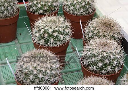 cacti, succulent, quills, green, plastic, plastics, bright View Large Photo Image Stock Image - cacti, succulent, quills, green, plastic, plastics, bright. Fotosearch