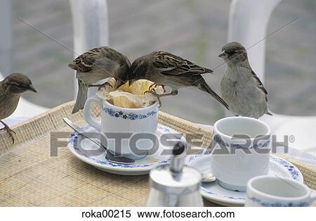 Stock Photography - cafe, animals, hungry, bird, sparrows, coffee cups, table. Fotosearch