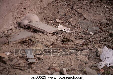 Stock Photography - cagliari, cat baby, Sardinia, cat, small, dirt, backyard. Fotosearch