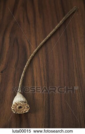 capsule, poppy, boll, dried, dry, wood View Large Photo Image Stock Photography - capsule, poppy, boll, dried, dry, wood. Fotosearch