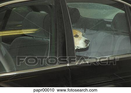 car, window, windows, dog, animal, mouth, back seat View Large Photo Image Stock Image - car, window, windows, dog, animal, mouth, back seat. Fotosearch