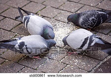 carriers of diseases, doves, birds, birdfeed, bottom, ground, soil View Large Photo Image Stock Image - carriers of diseases, doves, birds, birdfeed, bottom, ground, soil. Fotosearch