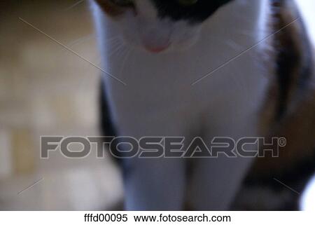 cat, kitty, black, spotted, attentive, glossy, shiny View Large Photo Image Stock Photography - cat, kitty, black, spotted, attentive, glossy, shiny. Fotosearch