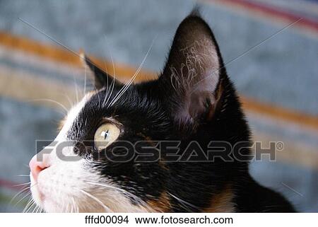 cat, kitty, head of cat, black, spotted, cat eyes, look View Large Photo Image Picture - cat, kitty, head of cat, black, spotted, cat eyes, look. Fotosearch