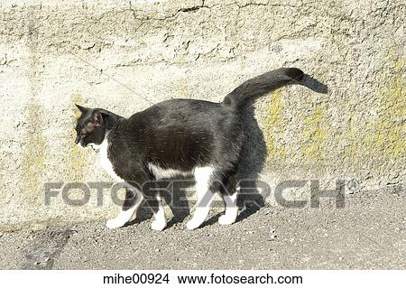 cat, pelt, hangover, cattail, animals, pets, male cat View Large Photo Image Picture - cat, pelt, hangover, cattail, animals, pets, male cat. Fotosearch