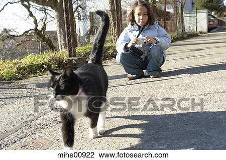 cat, pelt, hangover, cattail, animals, pets, male cat View Large Photo Image Stock Image - cat, pelt, hangover, cattail, animals, pets, male cat. Fotosearch