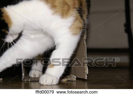 cat, pelt, kitty, male cat, brown, black, spotted View Large Photo Image Stock Photo - cat, pelt, kitty, male cat, brown, black, spotted. Fotosearch