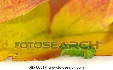 caterpillar, insect, caterpillars, insects, varmint, bugs, larva View Large Photo Image Stock Photo - caterpillar, insect, caterpillars, insects, varmint, bugs, larva. Fotosearch