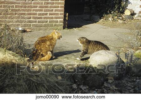Stock Image - cats, hass, hangover, male cat, jealousy about food, hiss, dispute. Fotosearch