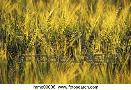 cereal, Day, field, plants, grain, green, background View Large Photo Image Stock Photograph - cereal, Day, field, plants, grain, green, background. Fotosearch