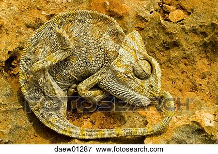Stock Photo - chameleon, full view, shoot from front, brown, reptile, sleep. Fotosearch