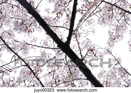cherry blossom, cherry blossoms, cherry tree, pale pink, pink, tree, flower View Large Photo Image Stock Image - cherry blossom, cherry blossoms, cherry tree, pale pink, pink, tree, flower. Fotosearch