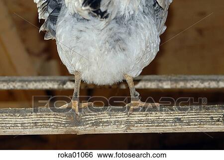 chicken, farm, vivarium, stable, perch, chicken house, animals View Large Photo Image Stock Photograph - chicken, farm, vivarium, stable, perch, chicken house, animals. Fotosearch