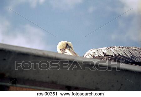 Stock Image - Chile, from bottom, South America, fish-market, pelican, view, observer. Fotosearch