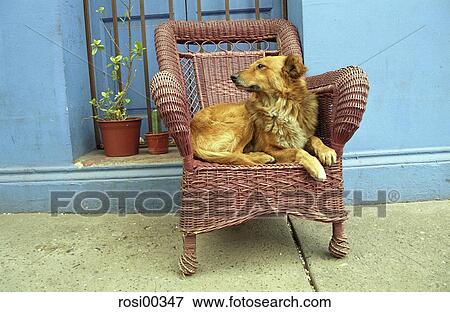 Chile, South America, comfortable, chair, dog, lazy, tired View Large Photo Image Stock Photo - Chile, South America, comfortable, chair, dog, lazy, tired. Fotosearch