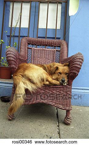Chile, South America, comfortable, chair, dog, lazy, tired View Large Photo Image Stock Photograph - Chile, South America, comfortable, chair, dog, lazy, tired. Fotosearch