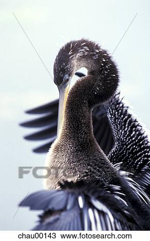 Stock Image - Christian, farmer, blackout, bird, beak, darter, anhinga. Fotosearch