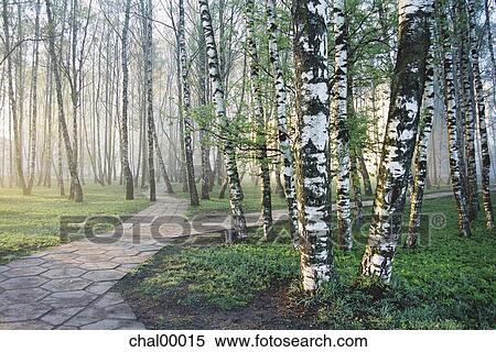 Stock Photography - city park, fog, foggy, morning, birch. Fotosearch