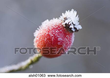 Stock Image - CLOSE UP, close ups, cold, Coldness, detail, details. Fotosearch
