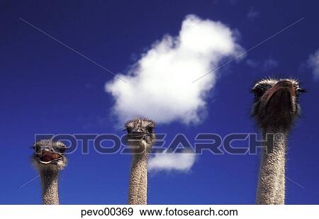 cloud, ostrich, sky, head, bird, blue, animal head View Large Photo Image Stock Photo - cloud, ostrich, sky, head, bird, blue, animal head. Fotosearch