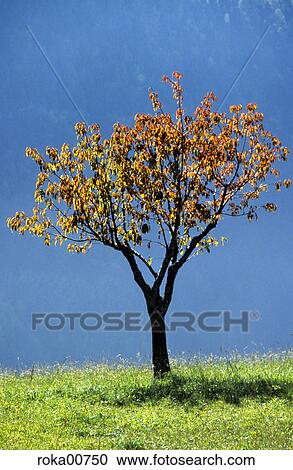 colourful, fraxern, colorful, multicolored, cherry tree, colored, autumn View Large Photo Image Stock Image - colourful, fraxern, colorful, multicolored, cherry tree, colored, autumn. Fotosearch