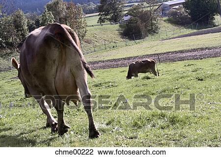 cow, grass, cows, cattle, milk, milk production, animal View Large Photo Image Stock Image - cow, grass, cows, cattle, milk, milk production, animal. Fotosearch