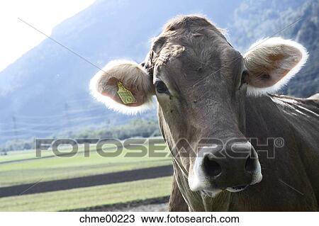 cow, grass, portrait, cattle, milk, milk production, animal View Large Photo Image Stock Image - cow, grass, portrait, cattle, milk, milk production, animal. Fotosearch