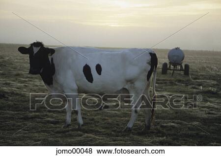 cow, scuttlebutt, dairy cow, dairy industry, cattle, stock farming, pasture View Large Photo Image Stock Photo - cow, scuttlebutt, dairy cow, dairy industry, cattle, stock farming, pasture. Fotosearch