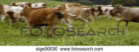 cow, stampede, herd, to the left, escape, danger, hazard View Large Photo Image Stock Image - cow, stampede, herd, to the left, escape, danger, hazard. Fotosearch
