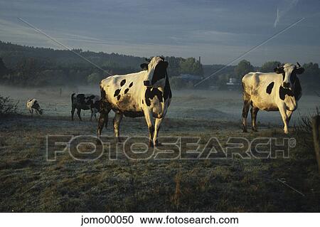 cows, cattle, pasture, morning light, morning sun, vapor, early morning fog View Large Photo Image Stock Image - cows, cattle, pasture, morning light, morning sun, vapor, early morning fog. Fotosearch