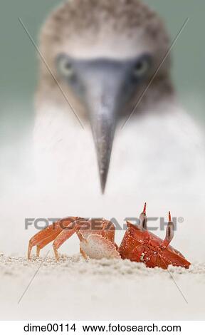 crustacea, crustacean, front, full view, hungry, bird, bill View Large Photo Image Picture - crustacea, crustacean, front, full view, hungry, bird, bill. Fotosearch