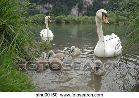 cygnus, grass, duck, mute swan, young, child, biddy View Large Photo Image Stock Image - cygnus, grass, duck, mute swan, young, child, biddy. Fotosearch