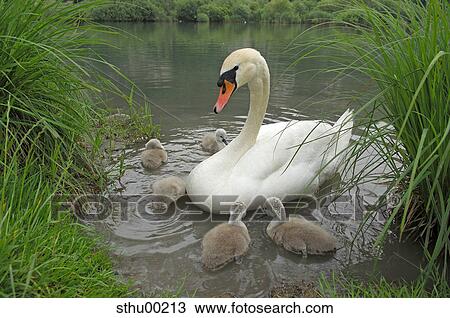 cygnus, grass, duck, mute swan, young, child, biddy View Large Photo Image Stock Image - cygnus, grass, duck, mute swan, young, child, biddy. Fotosearch