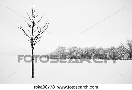 Stock Photo - December, winter, snow, snowy, cold, contrast, black and white. Fotosearch