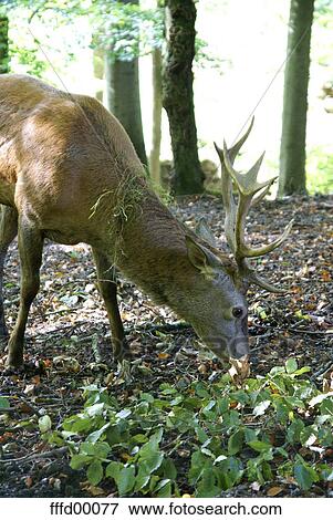 deer, antlers, antler, graze, animal, peaceful, leaves View Large Photo Image Stock Photo - deer, antlers, antler, graze, animal, peaceful, leaves. Fotosearch