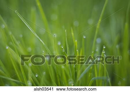 Stock Image - detail, botany, details, flora, grass, dew, fresh. Fotosearch