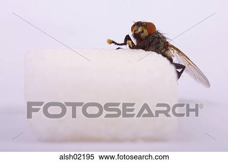 detail, details, flesh-fly, marbled-grey flesh fly, Macro, pests, fly View Large Photo Image Stock Photography - detail, details, flesh-fly, marbled-grey flesh fly, Macro, pests, fly. Fotosearch