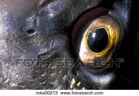 detail, hovel, fish, eyes, pupil, animal, pike View Large Photo Image Stock Image - detail, hovel, fish, eyes, pupil, animal, pike. Fotosearch