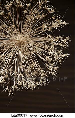detail, hypnosis, dust catcher, allium, nature, plant, bloom View Large Photo Image Stock Photo - detail, hypnosis, dust catcher, allium, nature, plant, bloom. Fotosearch