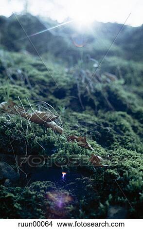 detail, liability, nature, wetland, plant part, plant, pure View Large Photo Image Picture - detail, liability, nature, wetland, plant part, plant, pure. Fotosearch