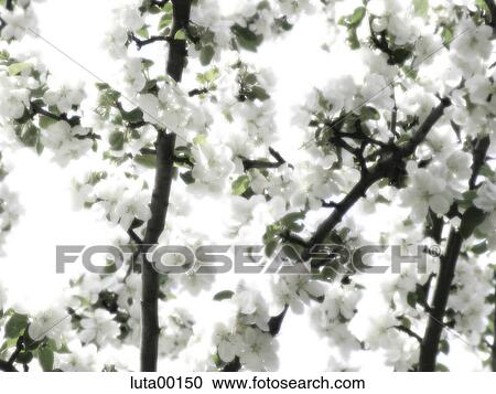 detail, spring, cherry tree, bloom, fresh, dainty, deciduous tree View Large Photo Image Stock Image - detail, spring, cherry tree, bloom, fresh, dainty, deciduous tree. Fotosearch