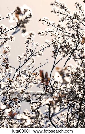 detail, tree, flora, alienated, nature, pink, blooms View Large Photo Image Stock Image - detail, tree, flora, alienated, nature, pink, blooms. Fotosearch
